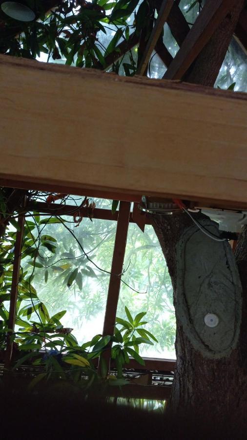 Treehouse Above The Beach Порт-Антоніо Екстер'єр фото