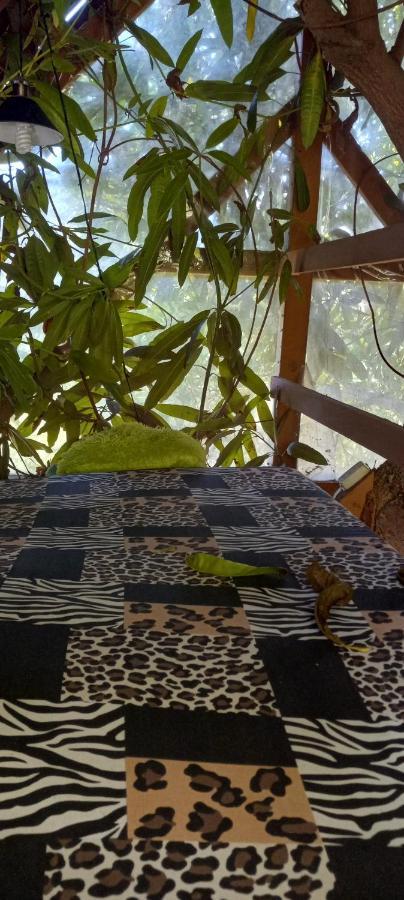Treehouse Above The Beach Порт-Антоніо Екстер'єр фото